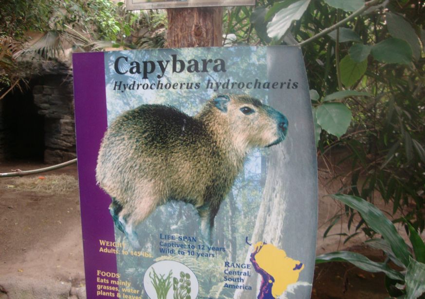 capybara